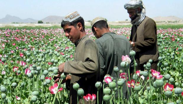 Таджикистан надеется, что оздоровление экономики Афганистана положит конец производству наркотиков в этой стране