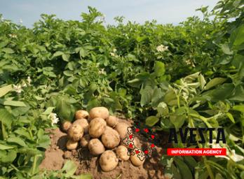 Производство картофеля в Таджикистане увеличилось на 23,6 тыс. тонн