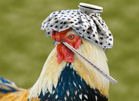 ФАО предостерегает: птичий грипп снова наступает!