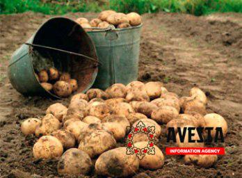 Более 437,3 тыс. тонн картофеля произведено в Таджикистане