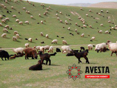 В сельском хозяйстве Таджикистана планируется реализовать 20 инвестиционных проектов