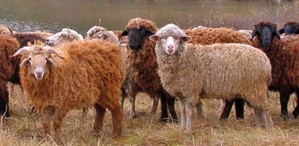 Двое жителей Шахринава, нанявшись пастухами, продали более 200 голов скота