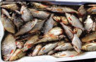 В Согде улов рыбы сложился в сумме 5,5 млн. сомони