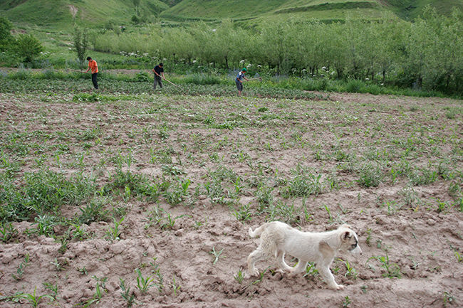В структуре ВВП Таджикистана пока еще превалирует сельское хозяйство