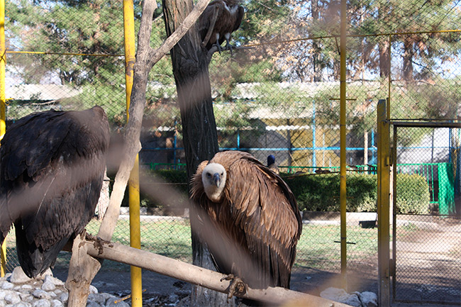 Питомцы Душанбинского зоопарка. Возможно, они уже 