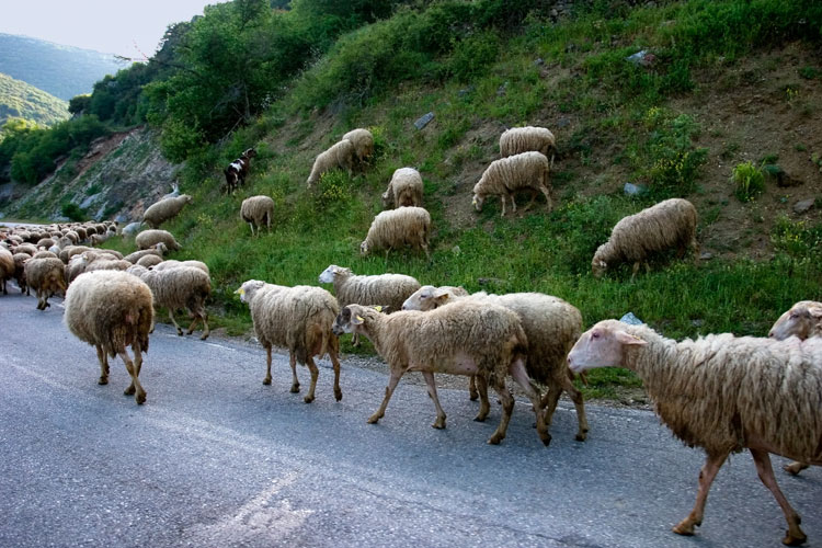 Водитель-лихач подавил стадо овец
