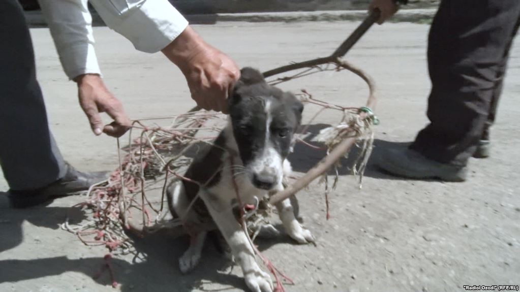 Приговоренные к смерти. Сотни бездомных собак уничтожены в Душанбе