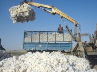 В Б. Гафуровском районе планируют собрать 14 тыс. тонн хлопка