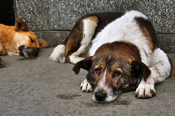 Мэрия Душанбе ответила на обращение горожан о спасении бездомных животных