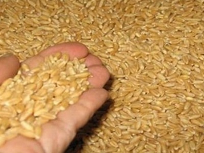 Производство зерновых в Таджикистане увеличилось на 300 тонн