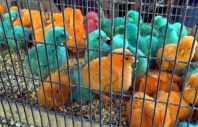 В Худжанде местный предприниматель продает необычных цыплят