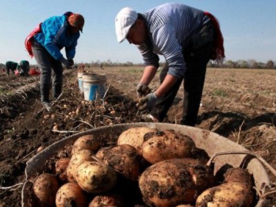 Около 72 тыс. тонн картофеля произведено в Таджикистане