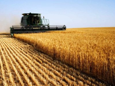 В Таджикистане произведено около полумиллиона тонн зерновых