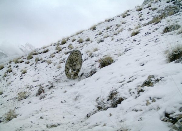Леонардо Ди Каприо призвал власти Таджикистана спасти популяцию снежных барсов