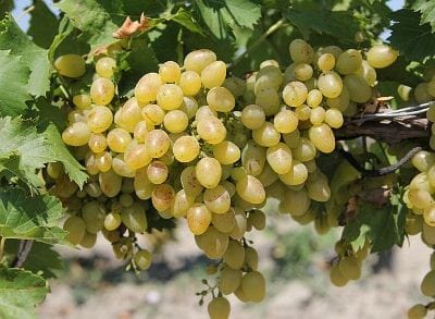 В Таджикистане собрано более 103 тыс. тонн фруктов