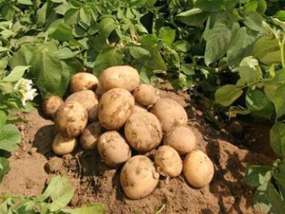 В Таджикистане произведено свыше 154 тыс. тонн картофеля