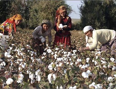 В Таджикистане собрано 135 тыс. тонн хлопка