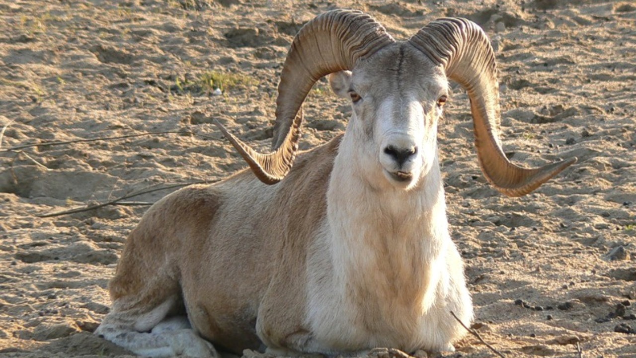 Ученые озабочены положением уникальных животных в горах Памира, Гиндукуша и Каракорума