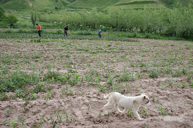 В ожидании индустриализации Таджикистан все еще остается аграрной страной