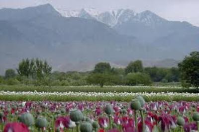 Таджикистан и УНП ООН обсудили совместную борьбу с наркотиками