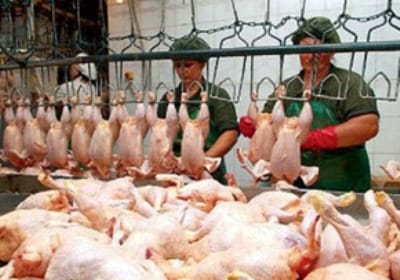 В Таджикистане планируют увеличить производство яиц и куриного мяса