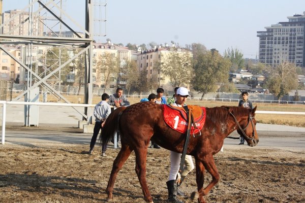 Жеребец внука президента Таджикистана выиграл главный приз на скачках