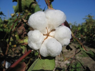 Сев хлопка в Таджикистане произведен на 62%