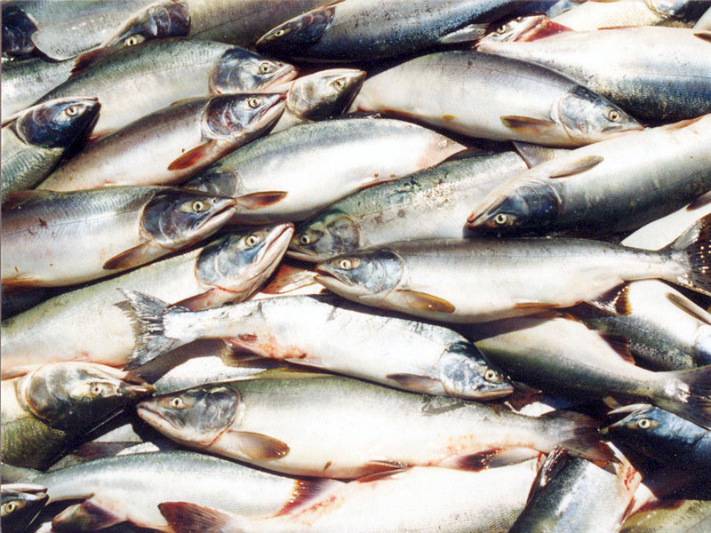 Глава Согда озабочен снижением производства рыбной продукции