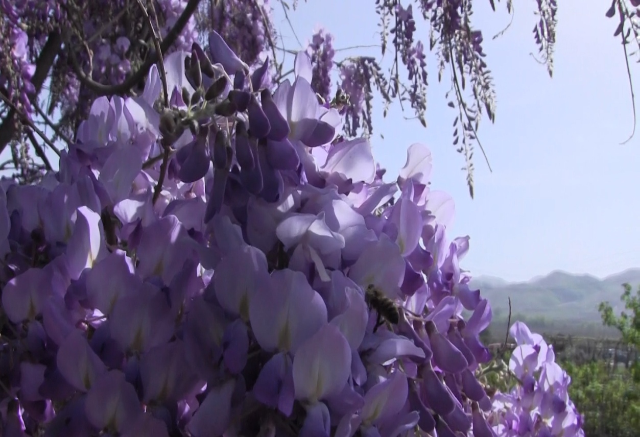 Тысячу сомони за штуку: кто выращивает самые дорогие цветы Таджикистана?