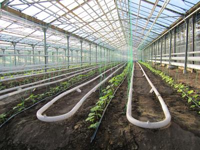 В Таджикистане собрано около 1,6 тыс. тонн тепличных овощей