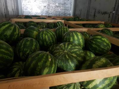 В Кыргызстан пытались незаконно ввезти 4,5 тонны арбузов из Таджикистана