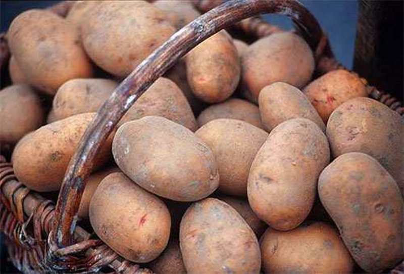 «Таджикматлубот» планирует заготовить по 67 граммов картофеля на душу населения