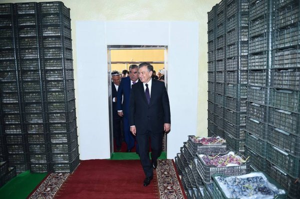 "Боги сомон" и "Ватан": как главы Таджикистана и Узбекистана виноград пробовали