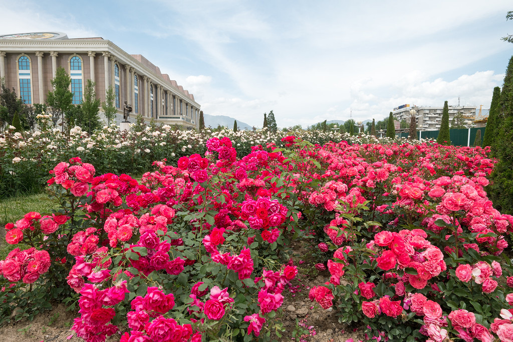Куст розы за 100 тыс. сомони. В Душанбе два брата-студента оштрафованы за избиение садовника