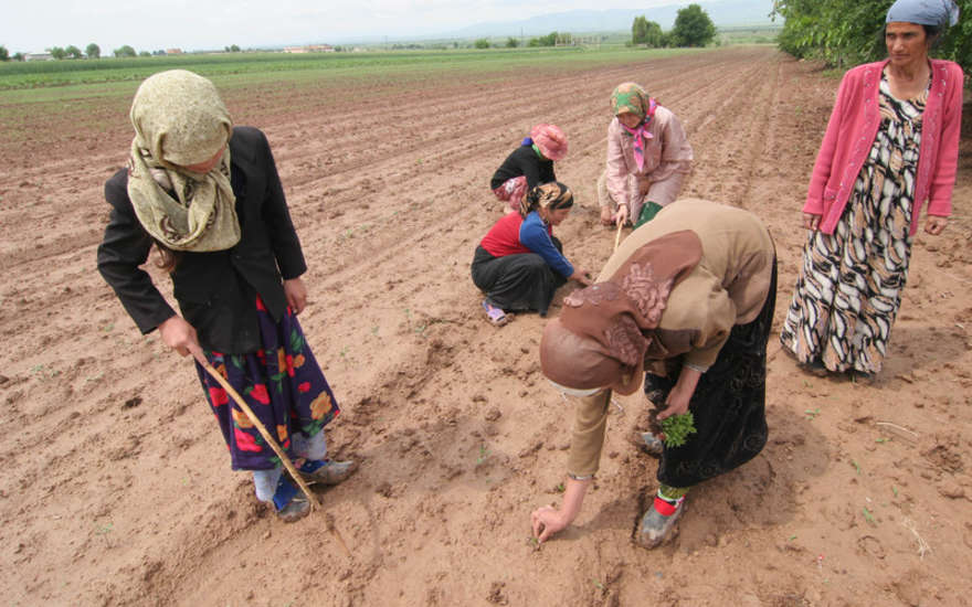 Около 80% работающих в Таджикистане заняты в низкооплачиваемых сферах