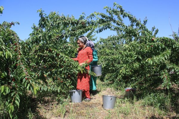 В Таджикистане развито садоводство, а переработка урожая и экспорт не налажены