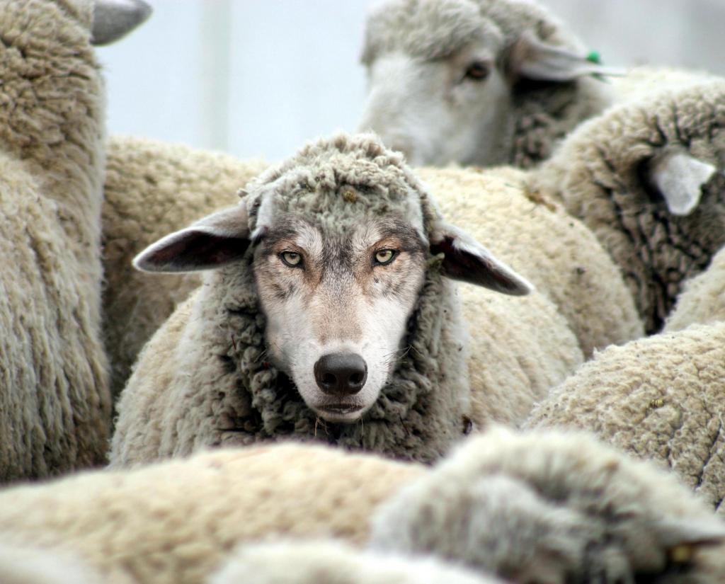 Просить текущее руководство исправить проблему всё равно, что просить волков не есть стадо овец, которое их поставили охранять.