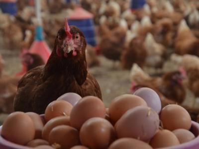 260 млн. штук куриных яиц произведено с начала года в Таджикистане