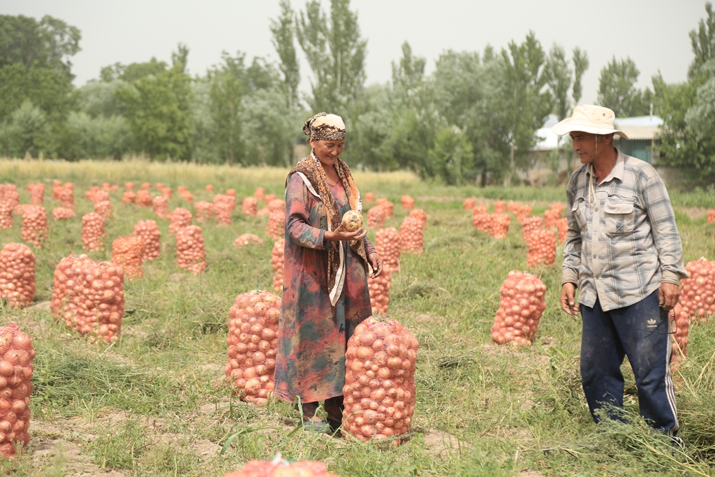 В Таджикистане в разгаре сбор урожая лука. Но почему он такой дорогой?