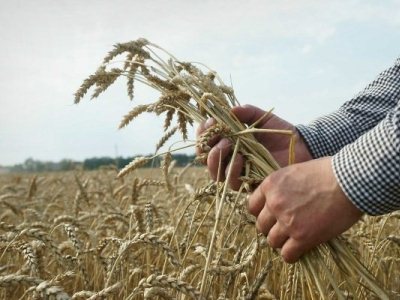Таджикистан увеличил импорт муки и пшеницы