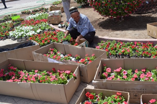 Улицы Душанбе украсили 9,5 миллионов цветов