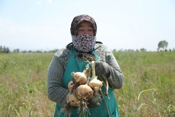 В Таджикистане в разгаре сбор урожая лука. Но почему он такой дорогой?
