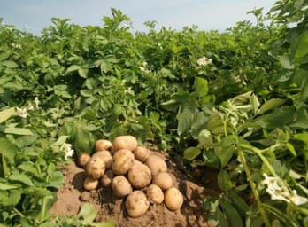 Производство картофеля в Таджикистане увеличилось  на 31 тыс. тонн