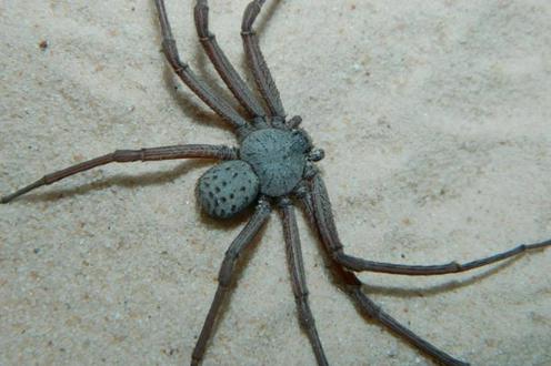 В Таджикистане обнаружен новый вид ядовитых пауков