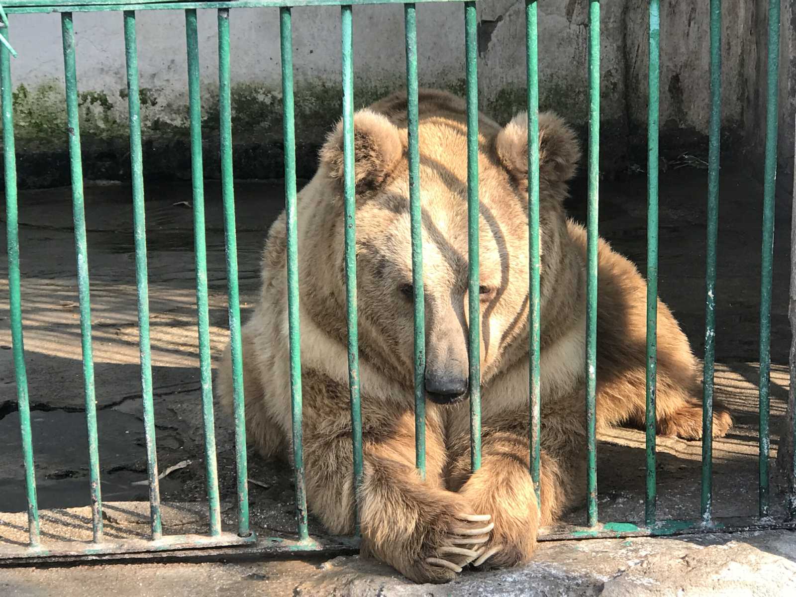 Директор душанбинского зоопарка снят с должности
