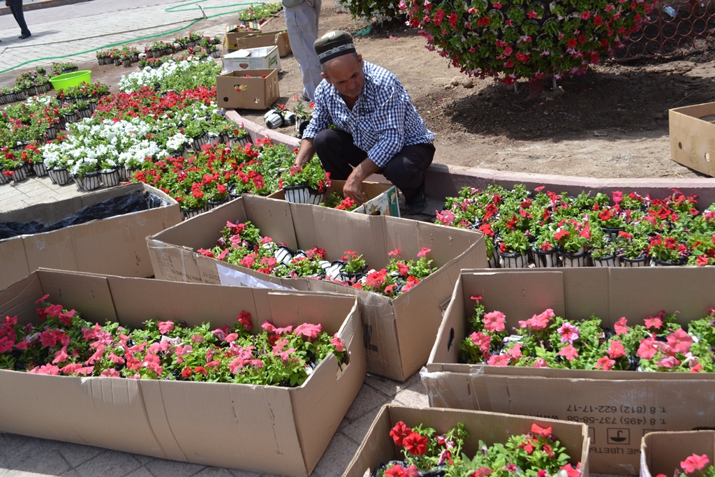 К весне улицы Душанбе украсят 10 млн цветов