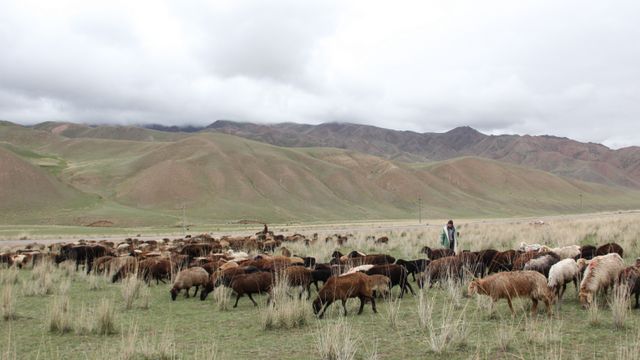 Генпрокуратура Таджикистана вернула скотоводам Восе отобранные у них пастбища
