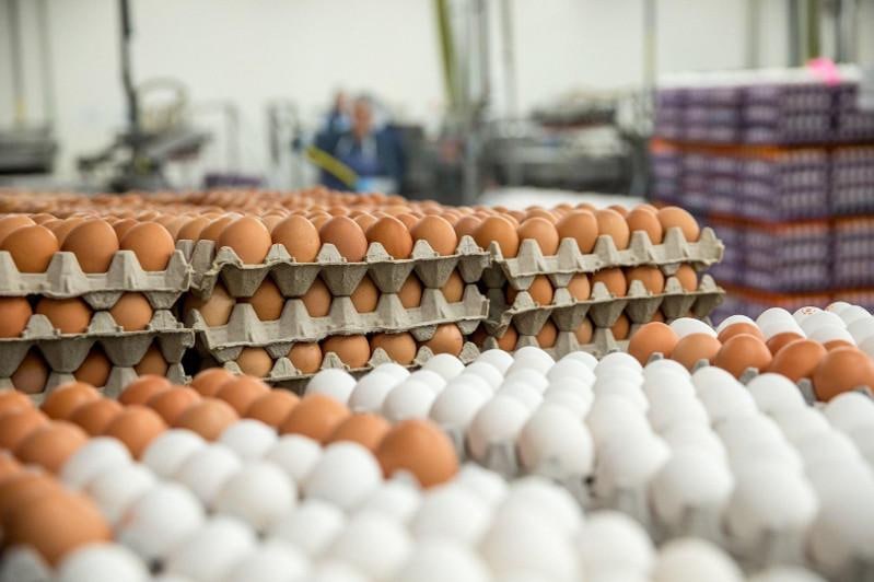 В Таджикистане цена на яйца выросла до 2 сомони за штуку. Что случилось?