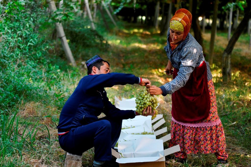 В Таджикистане небывало дорогой виноград. Фермеры спасают плантации