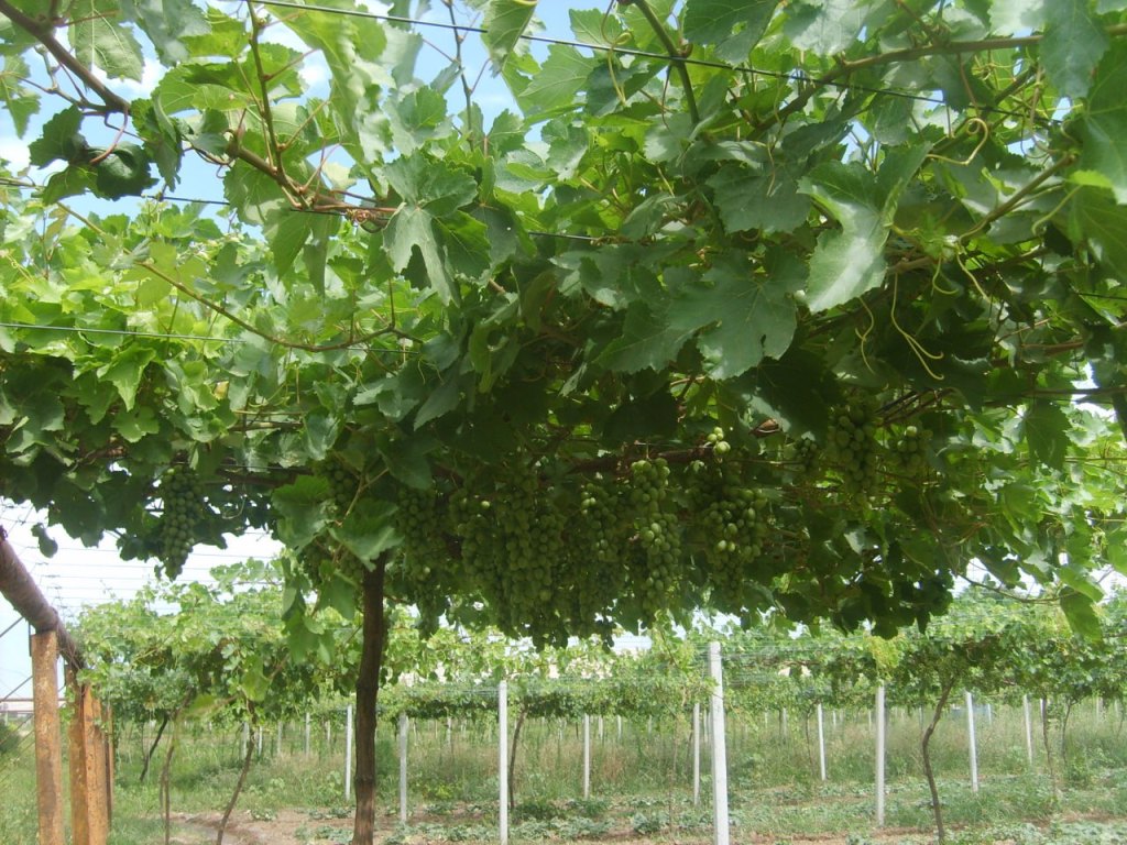 В Таджикистане небывало дорогой виноград. Фермеры спасают плантации